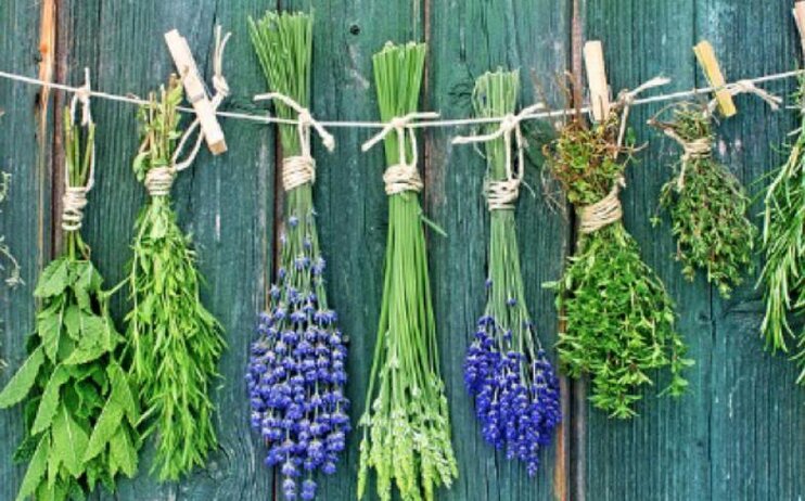 Andar per erbe selvatiche in cucina BIS