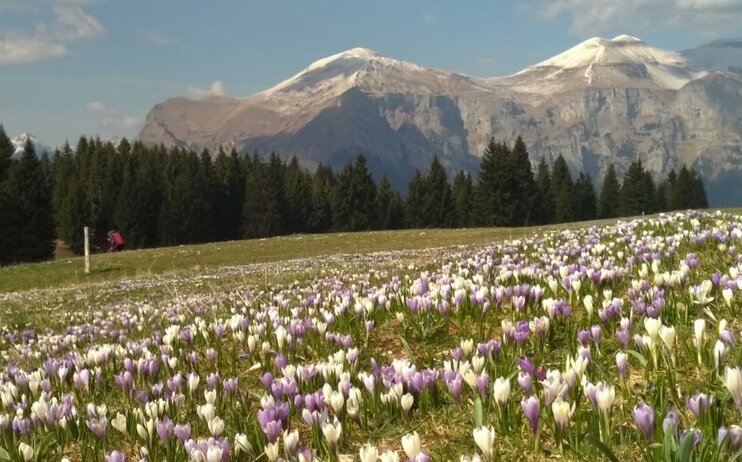 Passeggiata panoramica e semplice escursione sulle vette feltrine