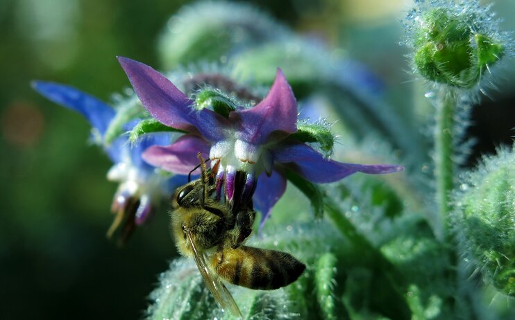 Conoscere e coltivare le piante officinali