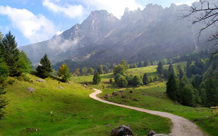 SOLD OUT - Il sentiero dei grandi alberi